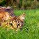 Illustration for article titled Did Wigners Friend kill Schrödingers Cat?